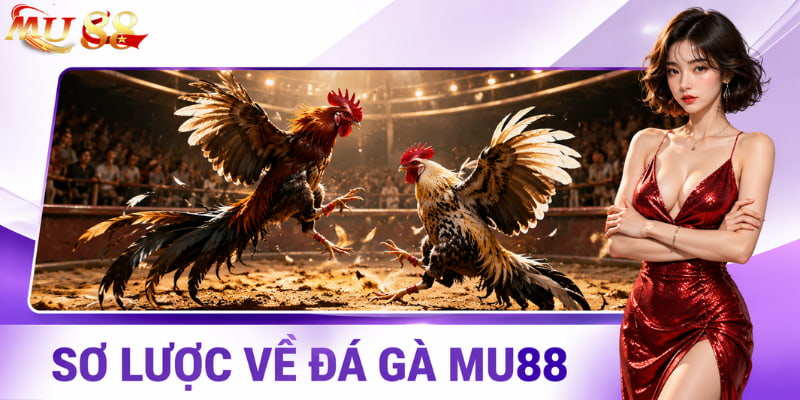 Sơ lược về sảnh đá gà 