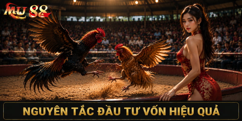 luật chơi đá gà đầu tư vốn