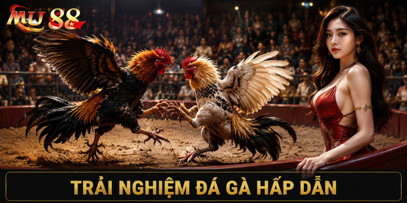 luật chơi đá gà